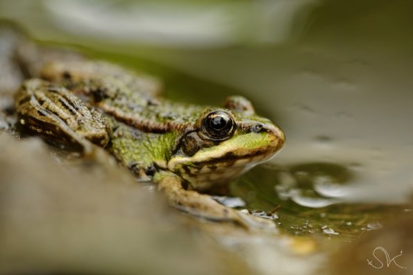 Grenouille verte