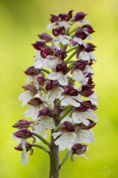 Orchis pourpre (Orchis purpurea)