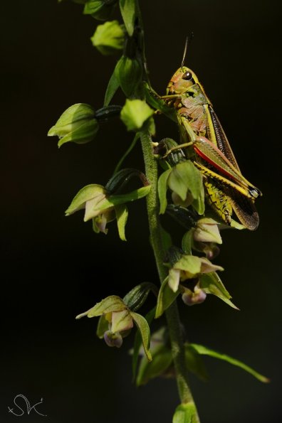 Le criquet ensanglanté (Stetophyma grossum)