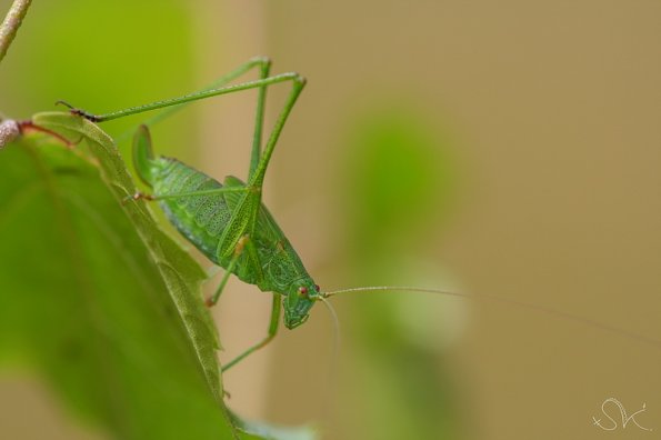 leptophye ponctuée (Leptophyes punctatissima)