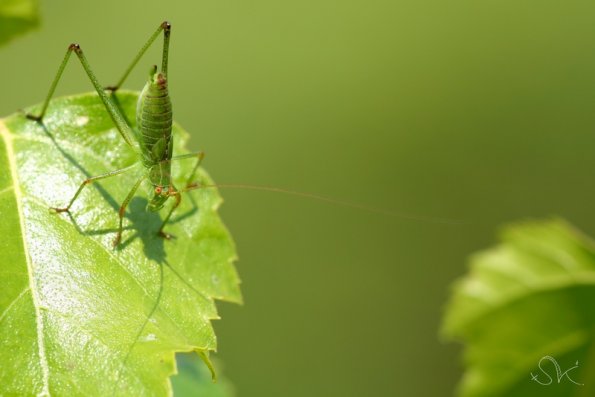 leptophye ponctuée (Leptophyes punctatissima)