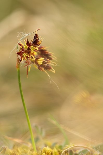 Luzule champêtre (luzula campestris)