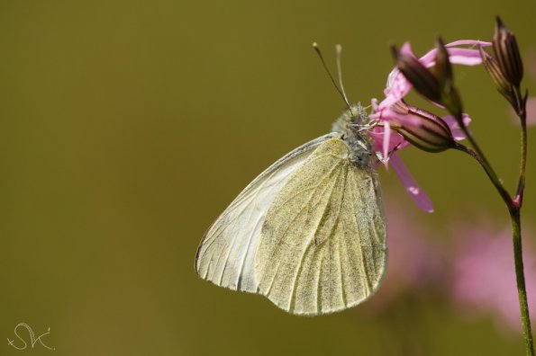 Piéride (pieris brassicae)