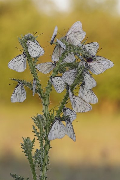 Gazé (Aporia crataegi)