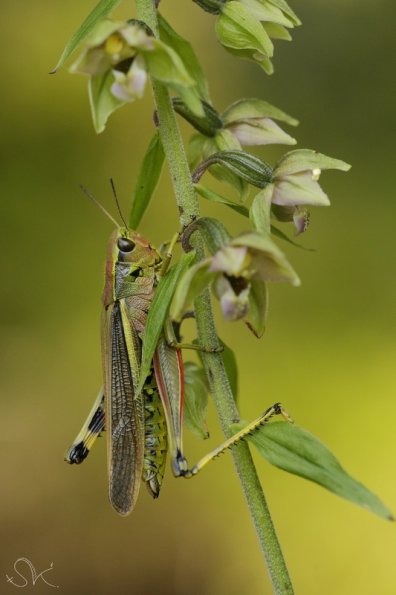 Stetophyma grossum