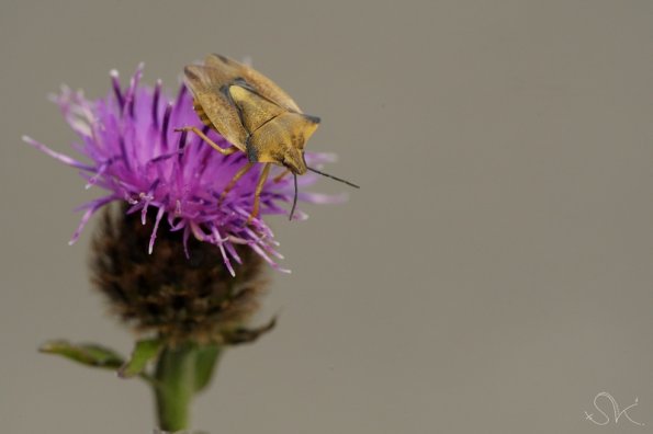 Punaise (Carpocoris fuscispinus)