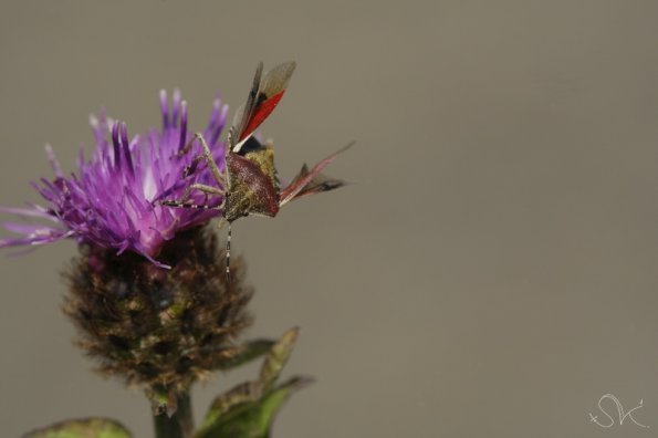  La punaise des baies (Dolycoris baccarum)