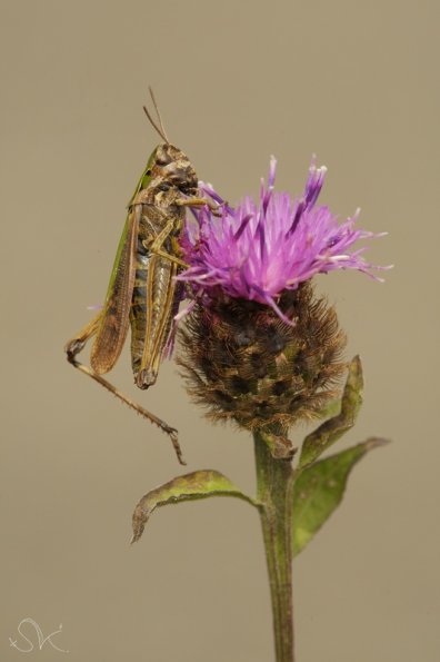 Omocestus viridulus