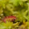 Drosera à feuilles rondes