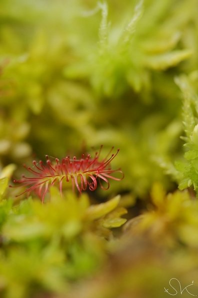 Drosera à feuilles rondes