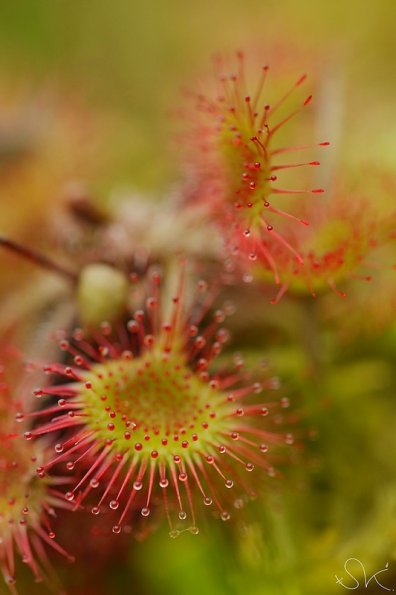 Drosera à feuilles rondes