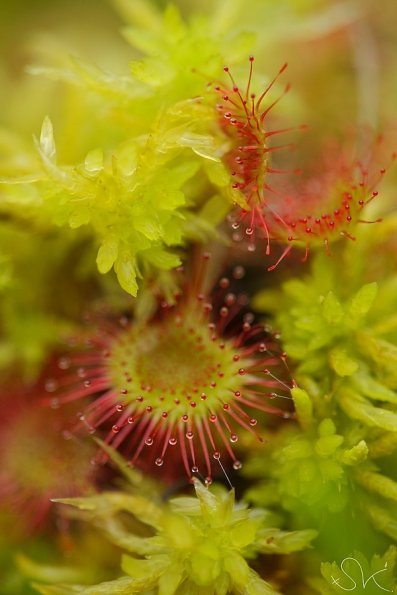 Drosera à feuilles rondes