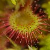 Drosera à feuilles rondes