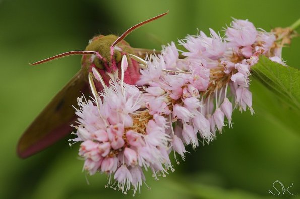 Le Sphinx de la vigne (Deilephila elpenor)