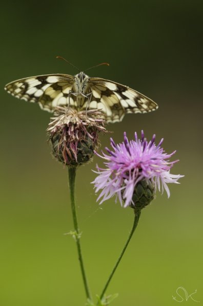 Demi-deuil (Melanargia galathea)