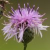 Demi-deuil (Melanargia galathea)