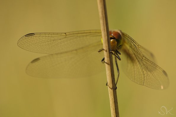 Sympetrum sp