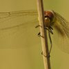 Sympetrum sp