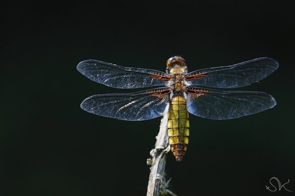 Libellula depressa (femelle)