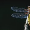 Libellula depressa (femelle)