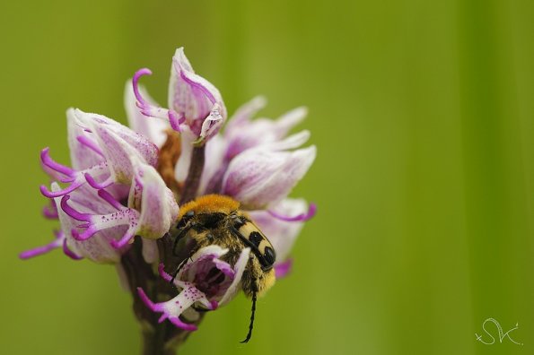 Hanneton sur Orchis singe