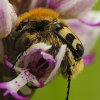 Hanneton sur Orchis singe