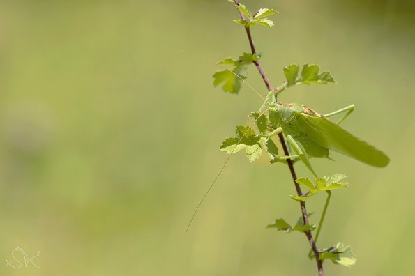 Grande Sauterelle verte (Tettigonia viridissima)