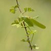 Grande Sauterelle verte (Tettigonia viridissima)