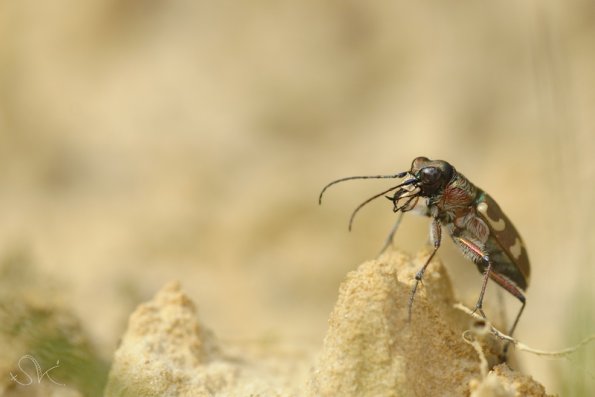 Cicindelle hybride (Cicindela hybrida)