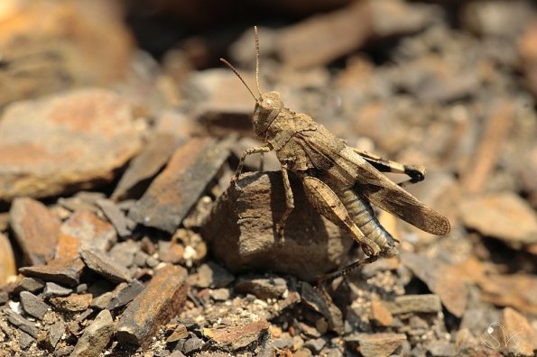 Oedipode bleue (Oedipoda Caerulea)