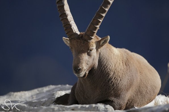 Bouquetin d'Europe (Capra ibex)